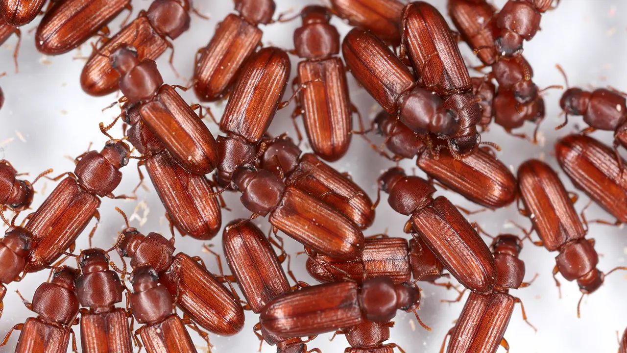 Beetles crawling